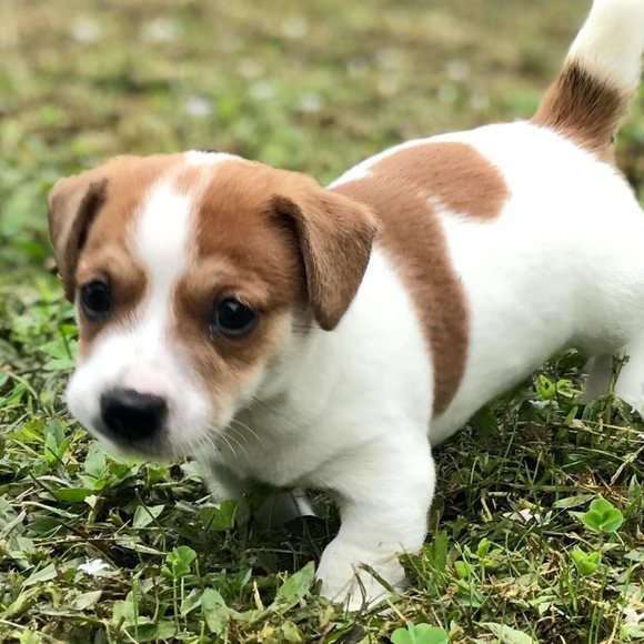 Meet your Posher, Debbie - Picture 1 of 1